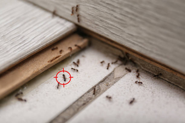 Best Mosquito Control Services  in Jal, NM