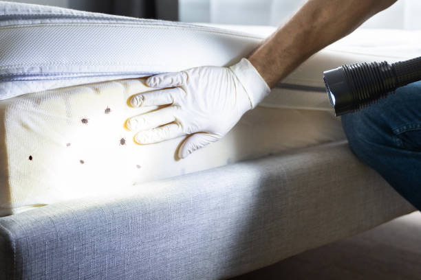 Trusted Jal, NM Pest Control Experts