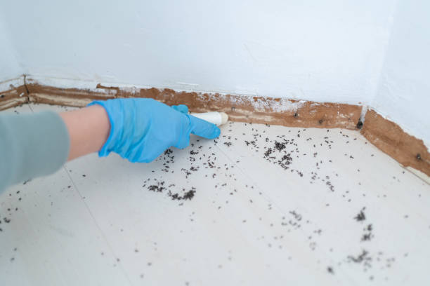 Best Insect Control  in Jal, NM